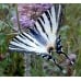 Scarce Swallowtail podalirius  pupae